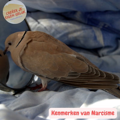 Kenmerken van Narcisme